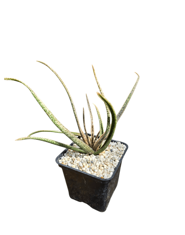 Aloe albiflora