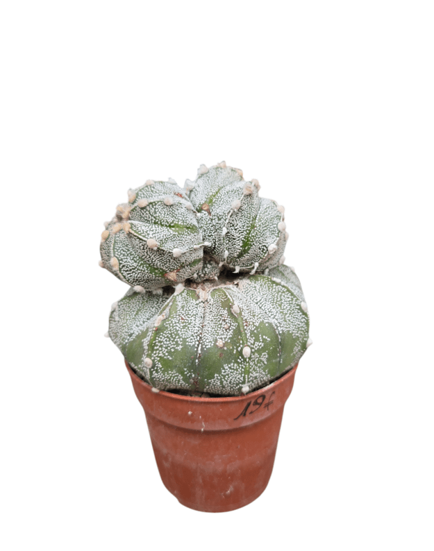 Astrophytum asterias 