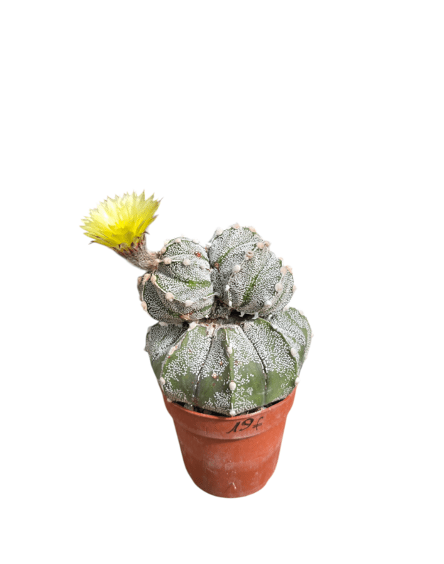 Astrophytum asterias 