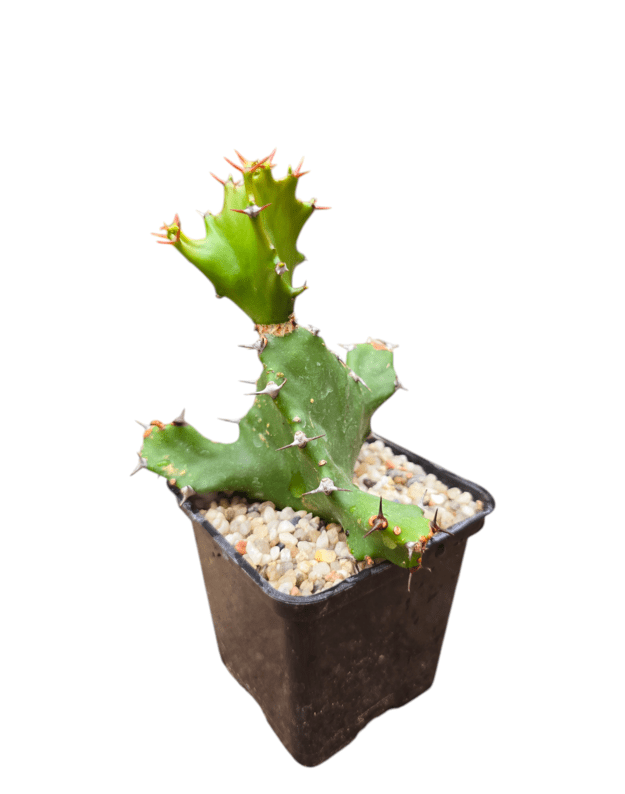 Euphorbia tortilis spiral
