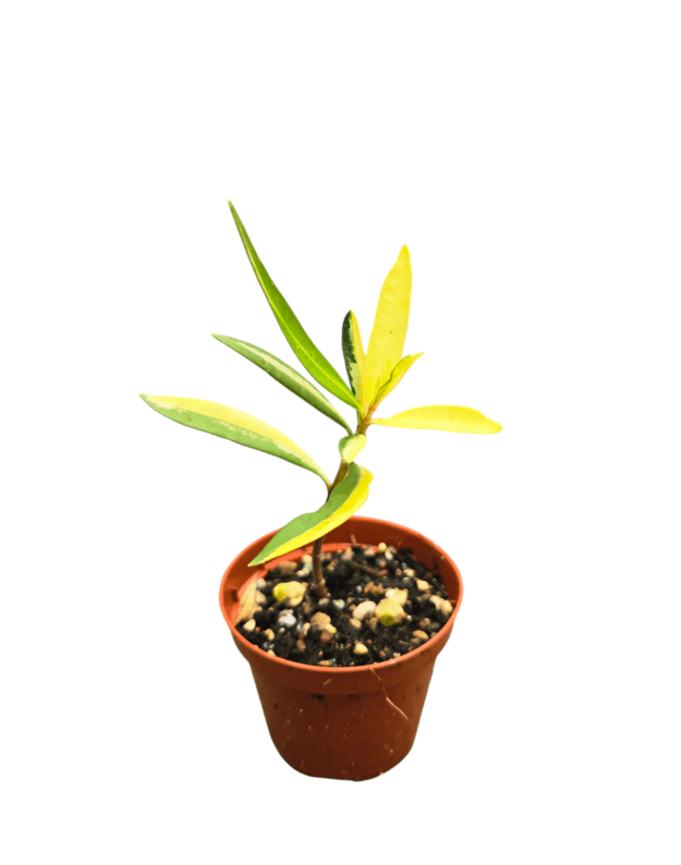 Nerium oleander variegata