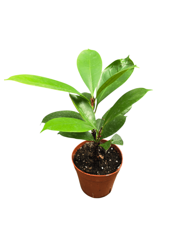 Ficus cyathistipula