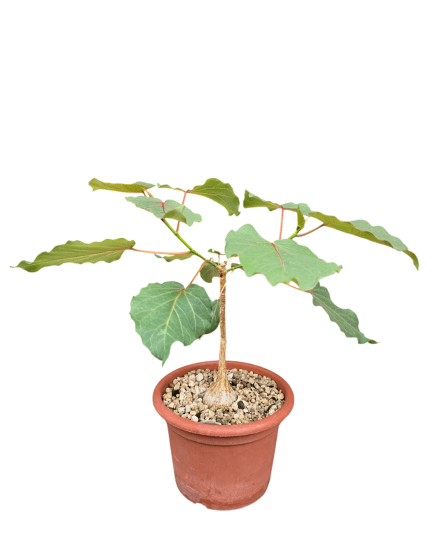 Ficus petiolaris
