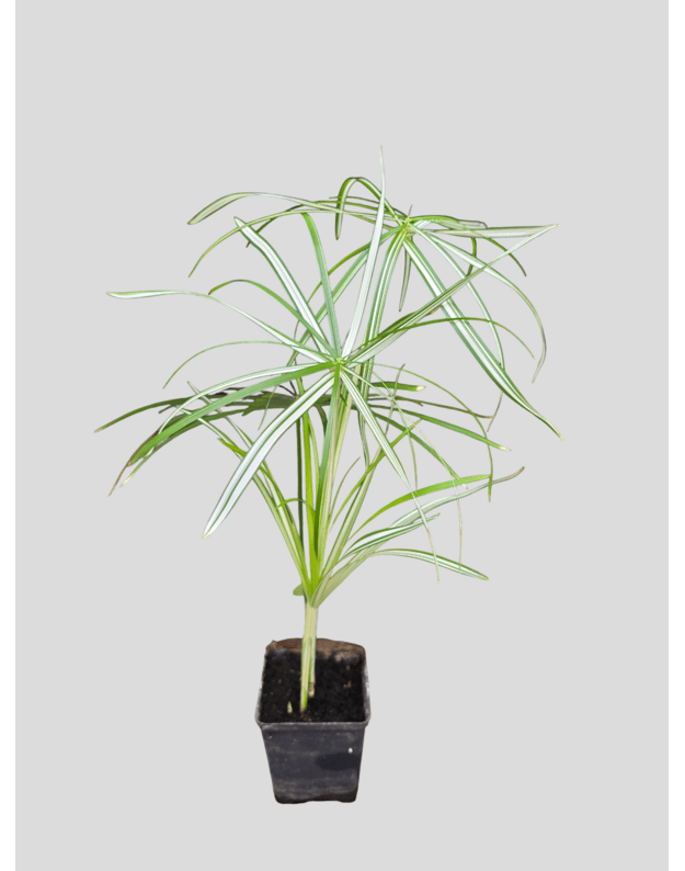 Cyperus alternifolius variegata