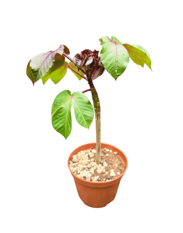Jatropha gossypiifolia