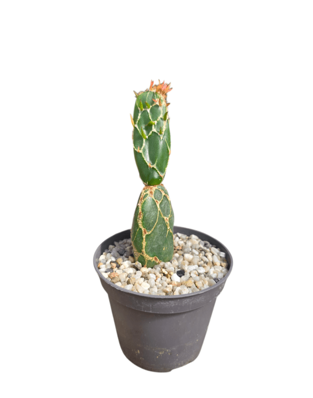 Opuntia cobra