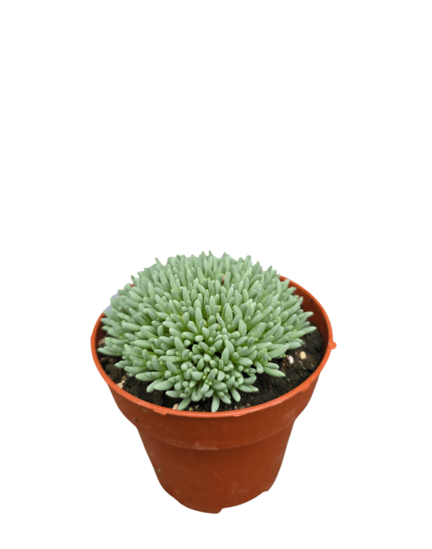 Delosperma spalmatoides