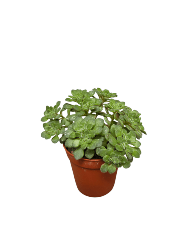 Aeonium tortuosum