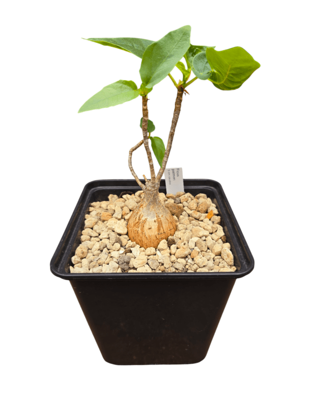 Ficus palmeri