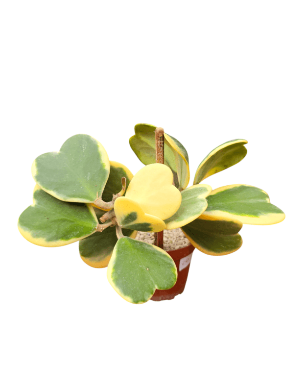 Hoya kerrii variegata