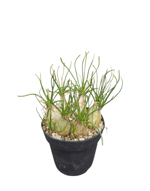 Albuca polyphylla
