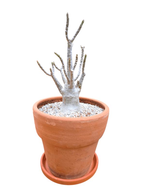 Adenium arabicum 7 (keraminis vazonas+lėkštutė)