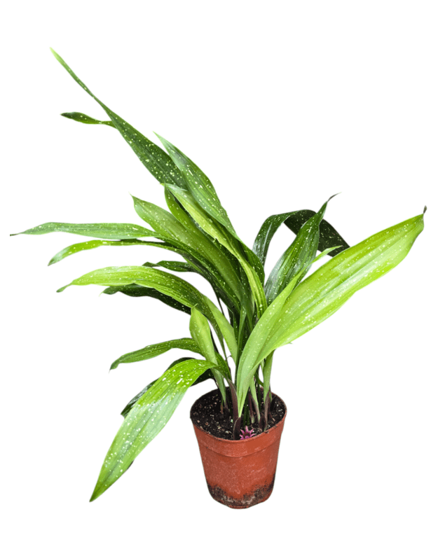 Aspidistra milky way