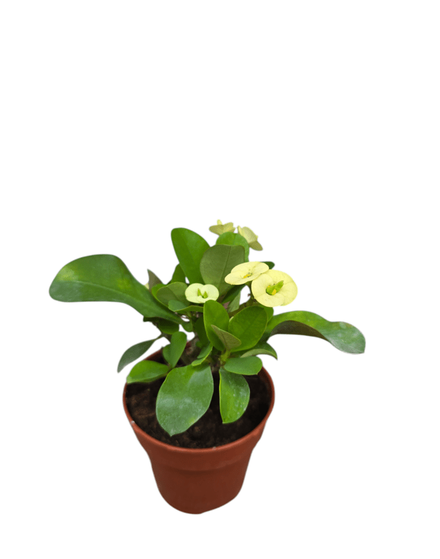 Euphorbia millii (geltona)
