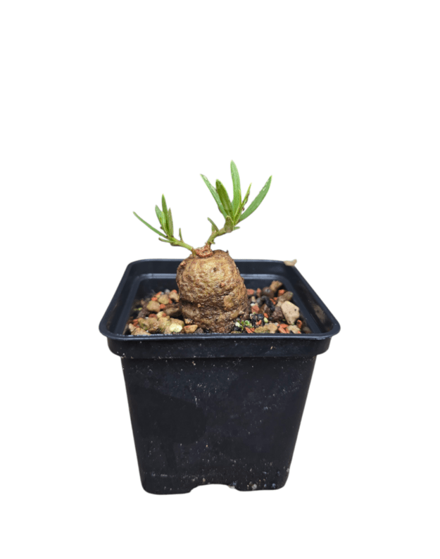 Talinum caffrum