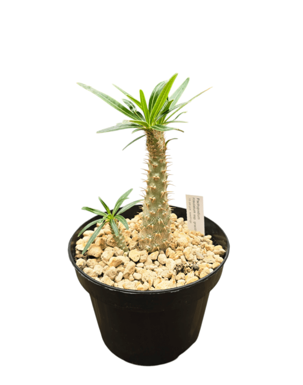 Pachypodium rosulatum var. gracilius