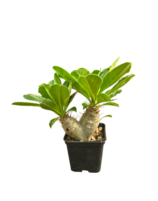Pachypodium saundersii