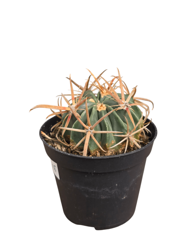 Ferocactus latispinus