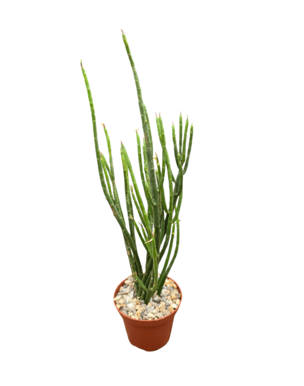 Euphorbia schimperi