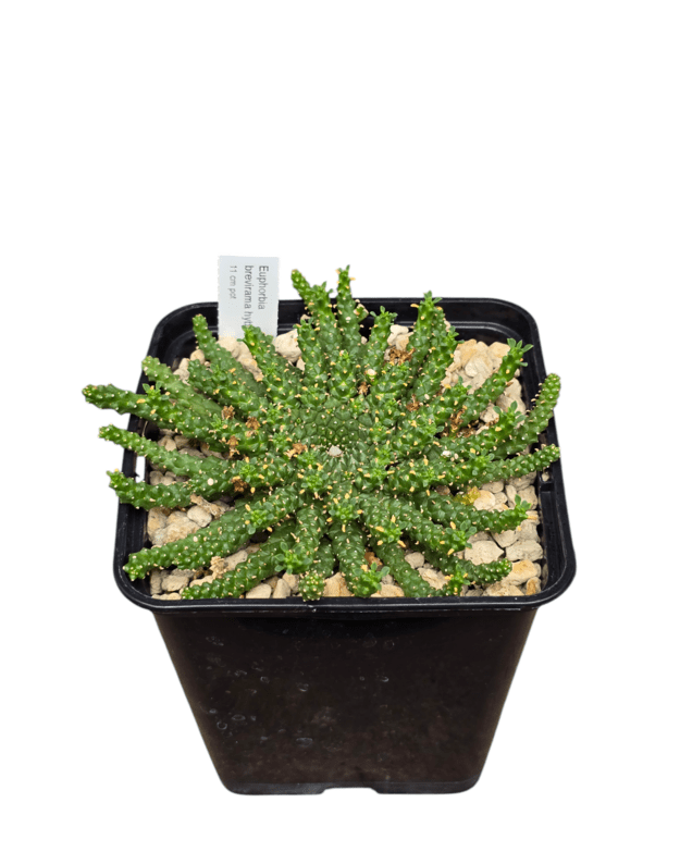 Euphorbia brevirama 