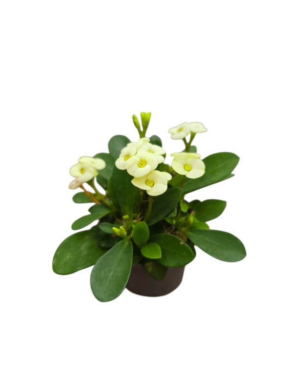 Euphorbia milii (balta)