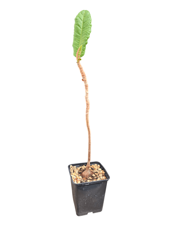 Ficus lutea