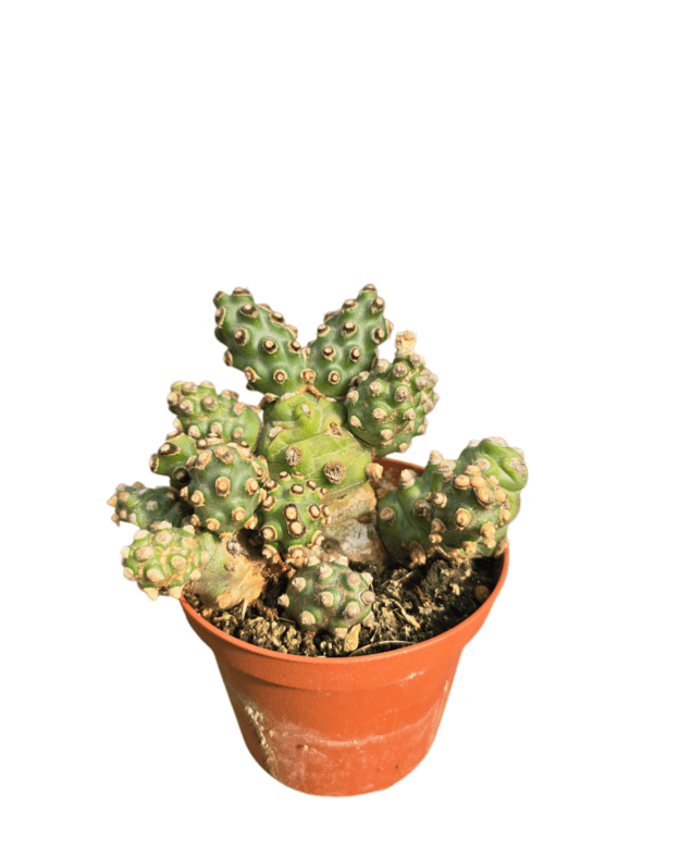 Tephrocactus molinensis