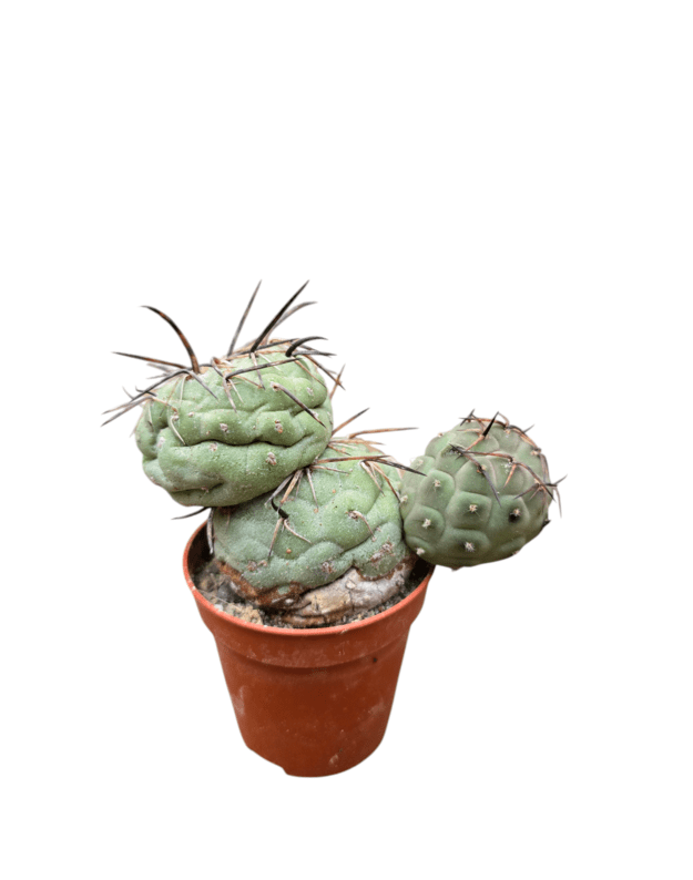 Tephrocactus geometricus 6