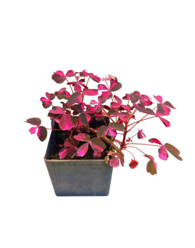 Oxalis vulcan pink