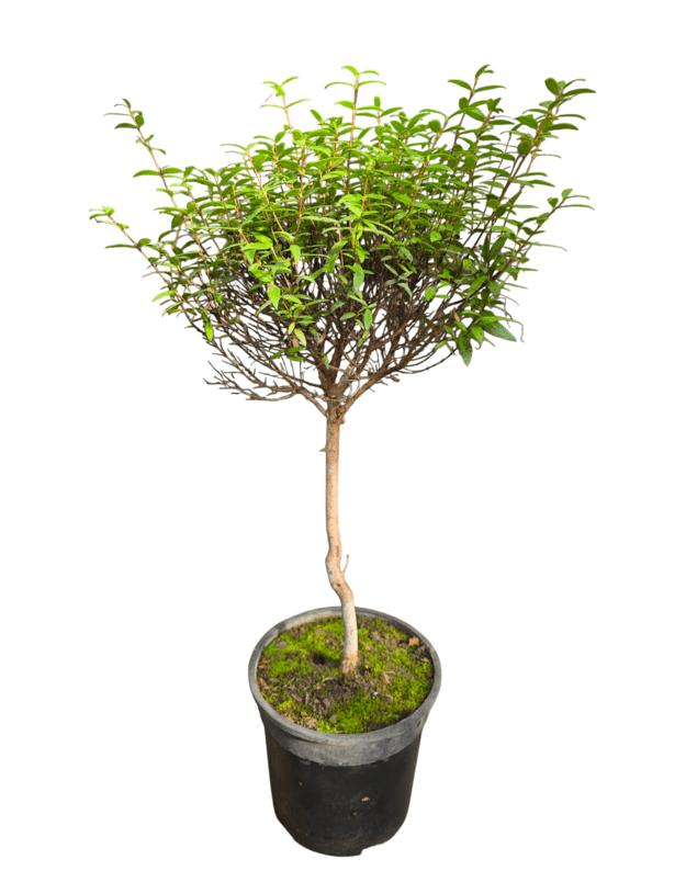 Myrtus communis