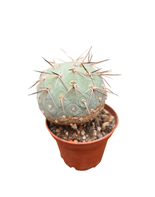 Tephrocactus geometricus