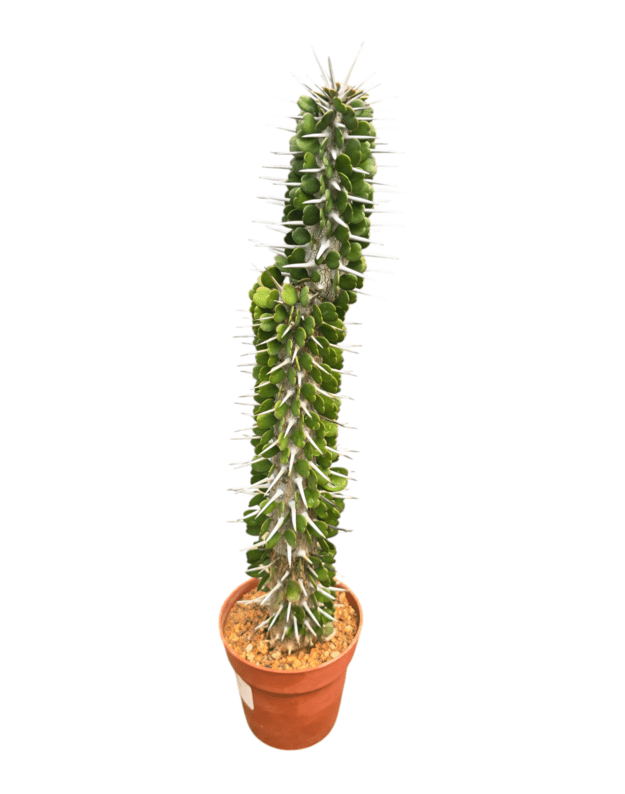 Alluaudia ascendens