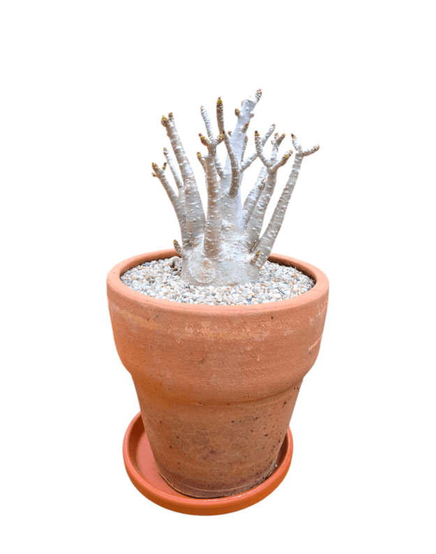 Adenium arabicum 5 (keraminis vazonas+lėkštutė)