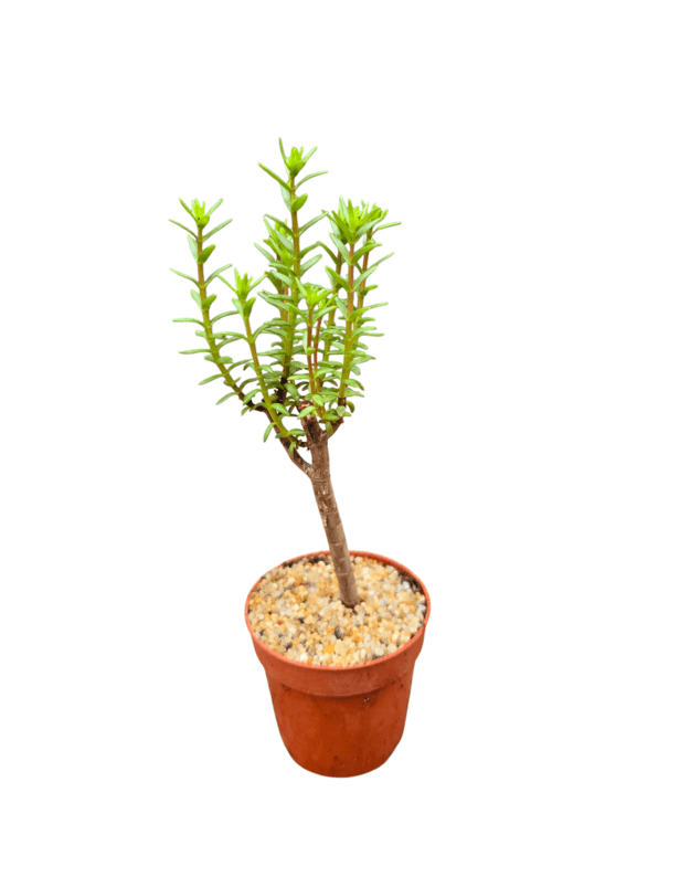 Crassula sarcocaulis