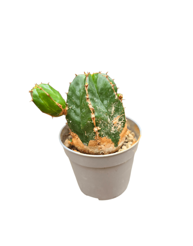 Euphorbia handiensis
