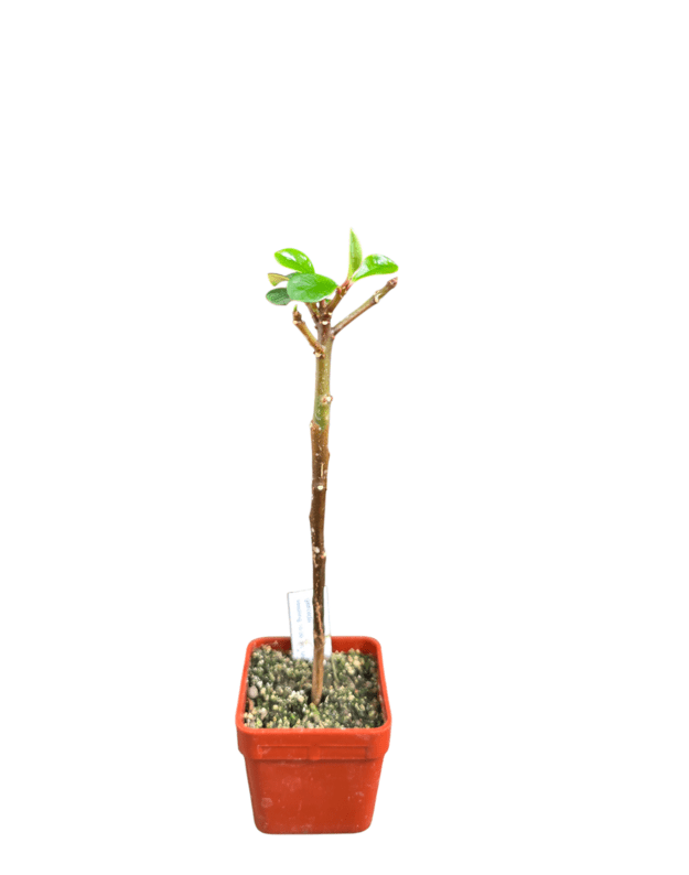 Euphorbia geroldii