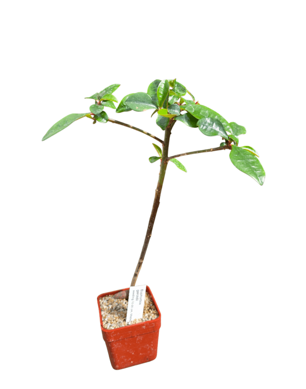 Euphorbia geroldii