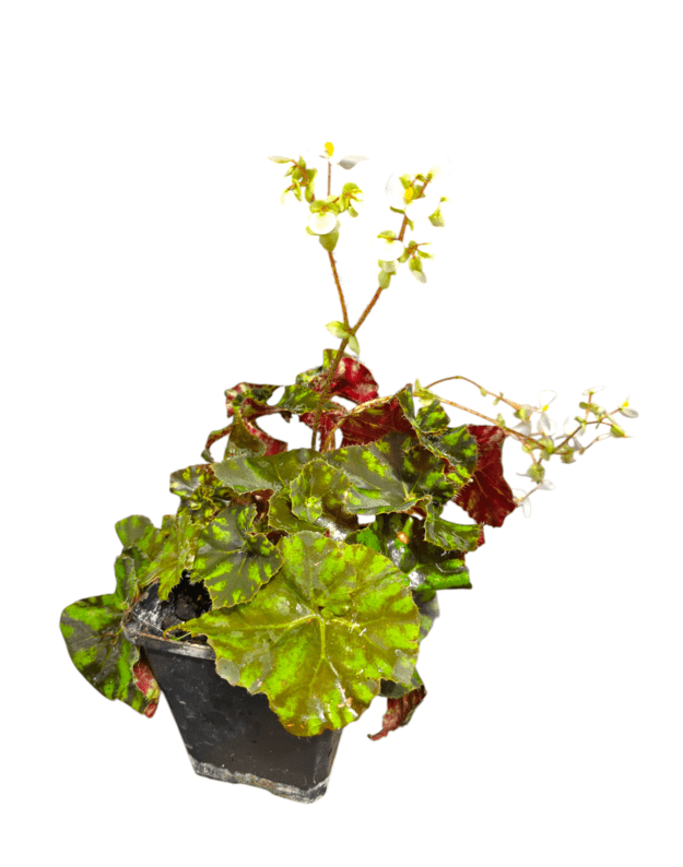 Begonia tiger kitten
