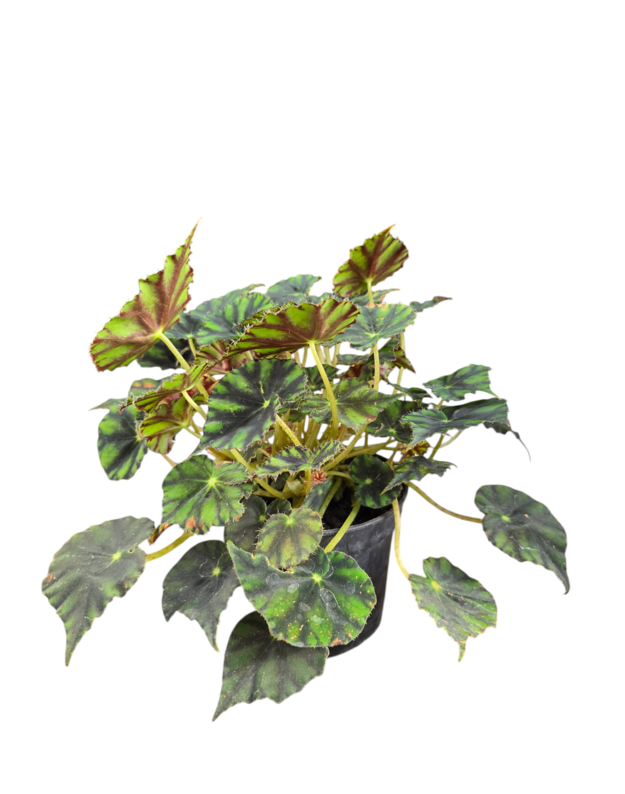 Begonia bowerae