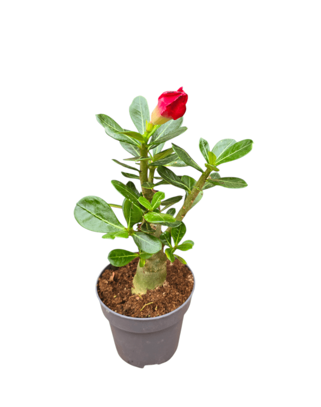 Adenium obesum