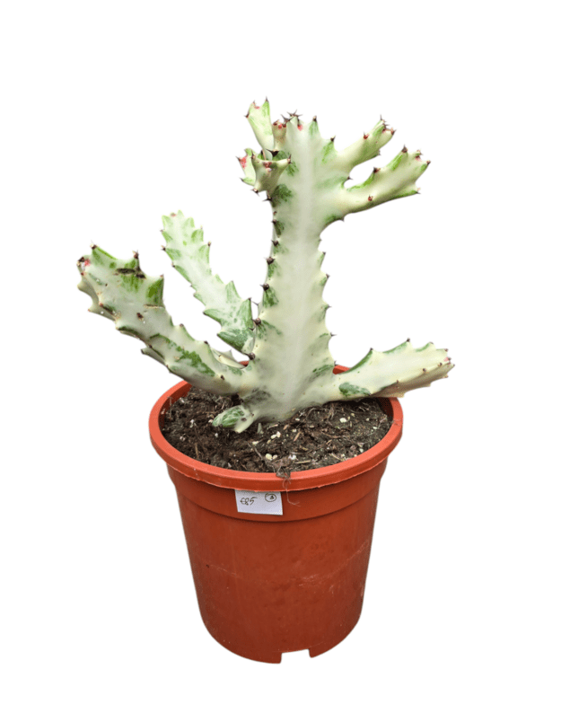 Euphorbia lactea white ghost 3