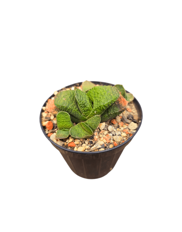Gasteria nitida armstrongii