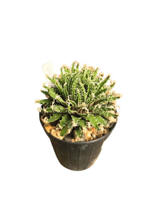 Haworthia xiphiophylla