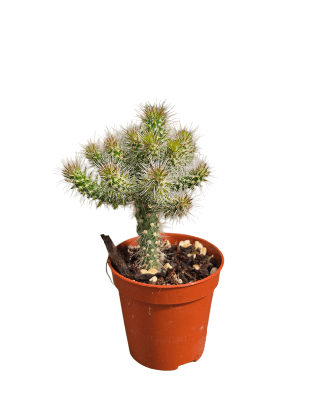 Opuntia spinosior