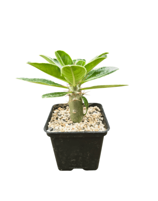 Pachypodium saundersii