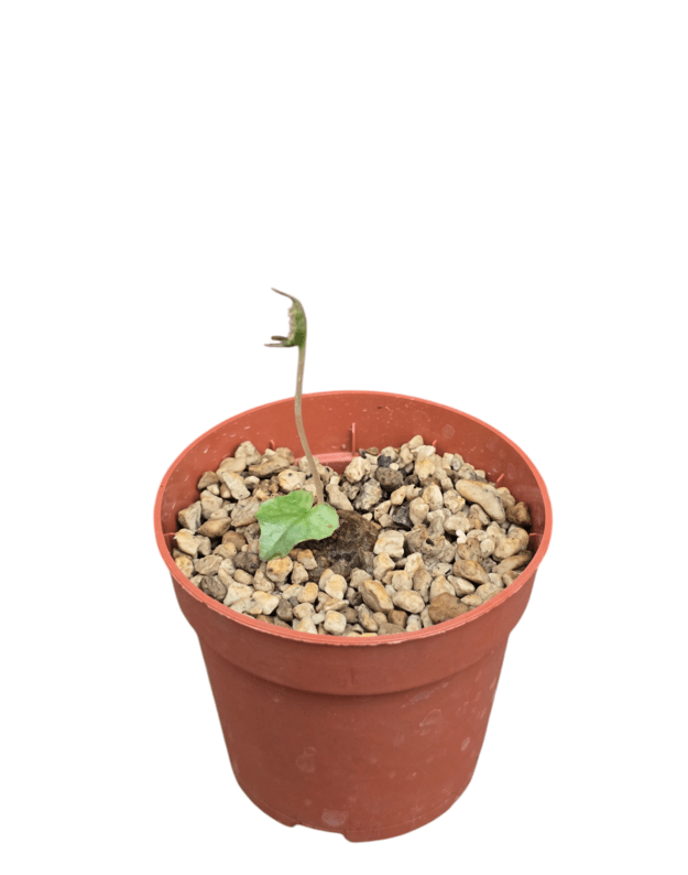 Dorstenia barnimiana