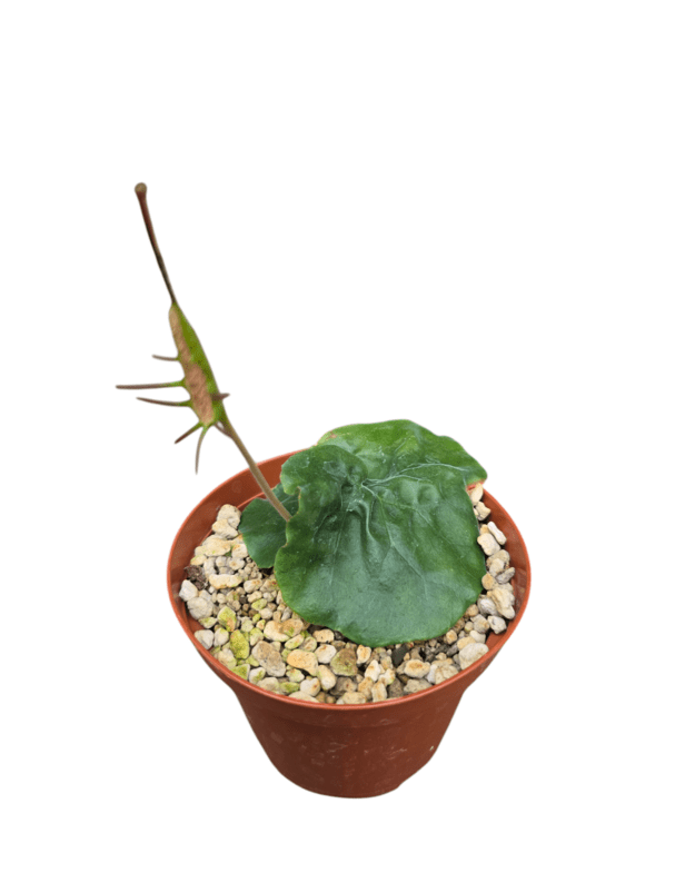 Dorstenia barnimiana
