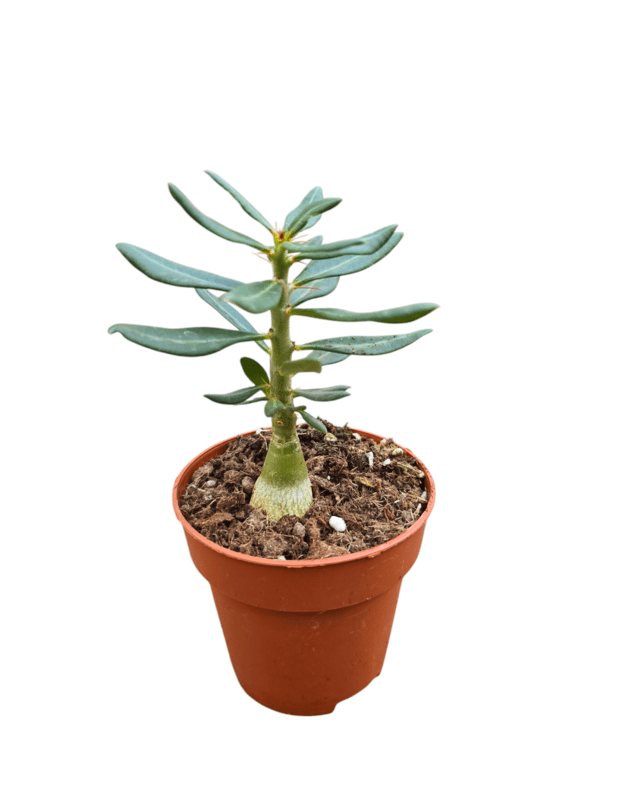 Pachypodium succulentum