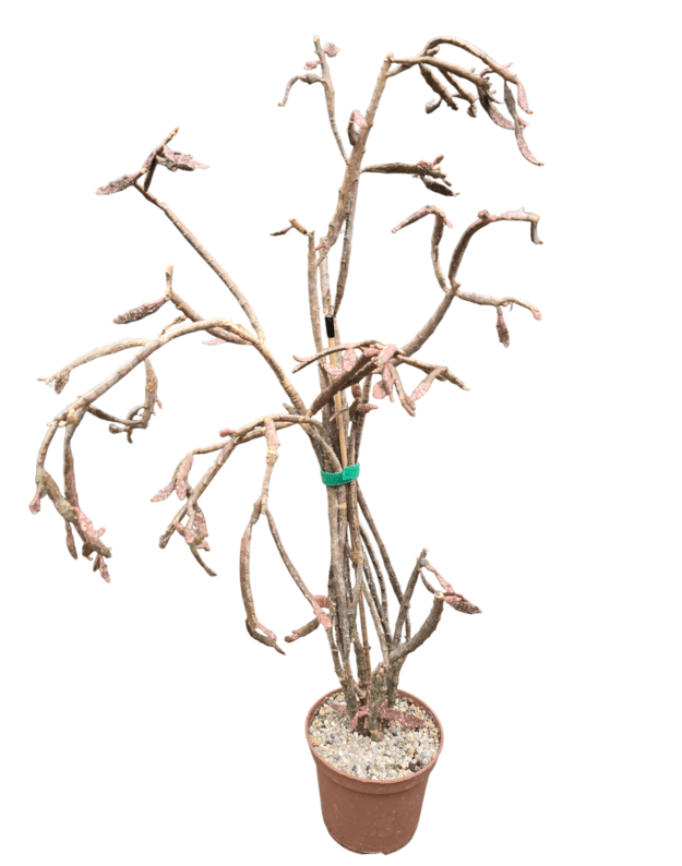 Euphorbia platyclada