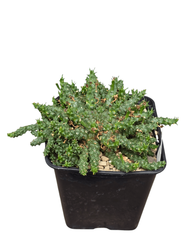 Euphorbia gorgonis